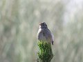 (39) White-crowned Sparrow